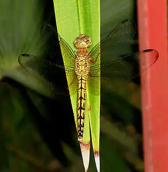 Neurothemis intermedia