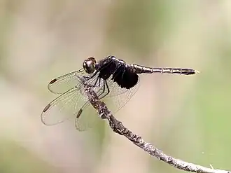 Neurothemis oligoneura