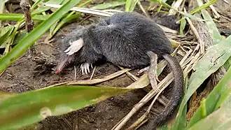 Amerikaanse spitsmuismol