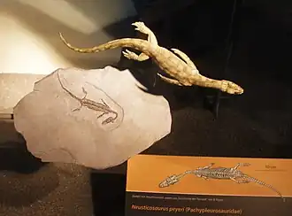 Neusticosaurus