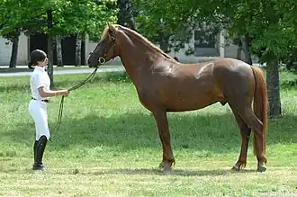 Newforestpony (hengst) in Frankrijk