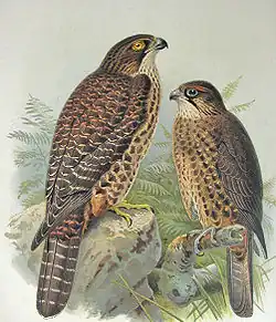 Illustratie van John Gerrard Keulemans
