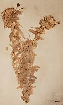 Sphagnum cristatum, een veenmossoort in een herbarium in Nieuw-Zeeland
