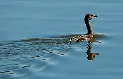 Nieuwzeelandfuut (Poliocephalus rufopectus)