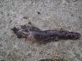 Nieuw-Zeelandse landplatworm