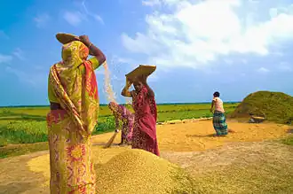 Oogstvoorbereiding in Bangladesh.