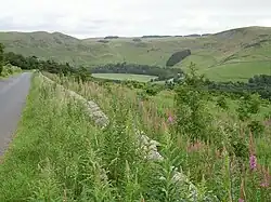 Nieuw eikenbos in het Schotse heuvellandschap