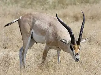 Grantgazelle