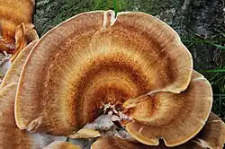 Bovenaanzicht oudere hoeden