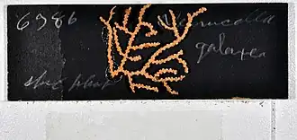 Nicella guadalupensis