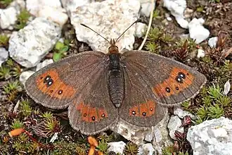 Balkanzijde-erebia