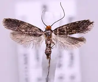 Niditinea truncicolella