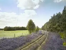 Bosweg, landgoed Baasdam