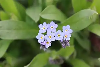 Akkervergeet-mij-nietje