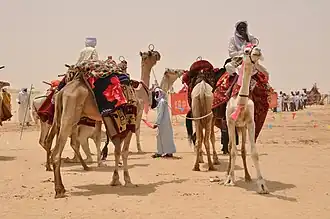 Toeboe's met hun kamelen bij N'Gourti in Niger