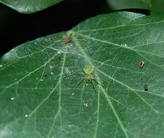 Zeer fijn spinsel van een kaardertje (Nigma walckenaeri)