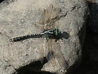 Nihonogomphus
