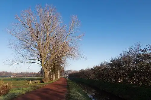 Bomen aan de Zwarteweg