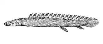 Polypterus bichir bichir
