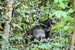 Westelijke chimpansee