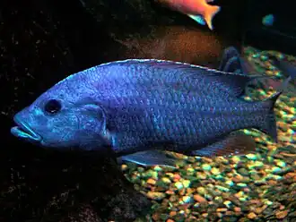 Nimbochromis fuscotaeniatus