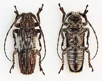 Niphona albosignatipennis