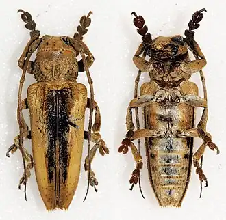 Niphona longesignata