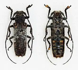 Niphona longicornis