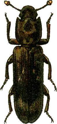 Niphopelta imperialis