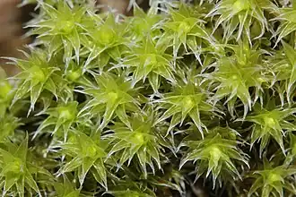 Grijze bisschopsmuts