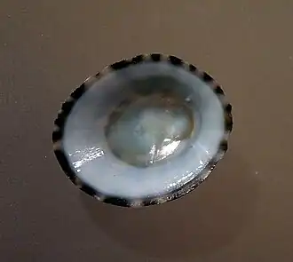 Nipponacmea fuscoviridis