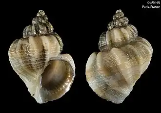 Nipponaphera cyphoma