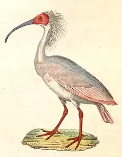 Afbeelding uit de beschrijving van Coenraad Jacob Temminck[3]