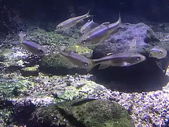 Nipponocypris koreanus