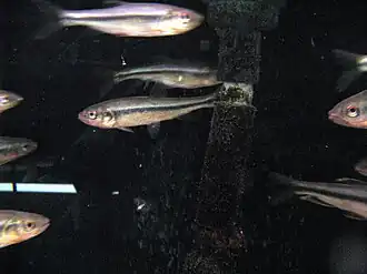 Nipponocypris sieboldii