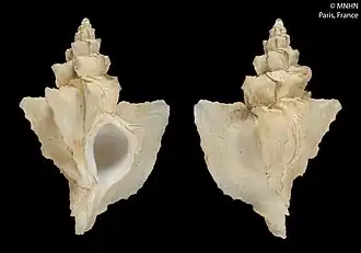 Nipponotrophon makassarensis