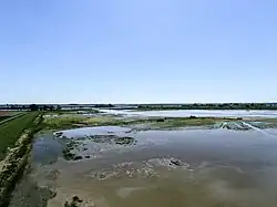 Buitendijkse gorzen bij Zuidland (2017)