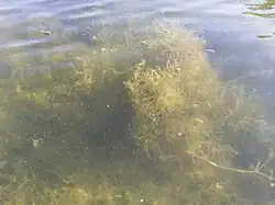 De associatie van sterkranswier