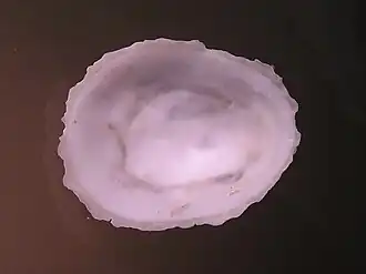 Niveotectura pallida