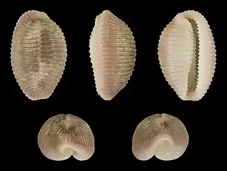 Niveria pacifica