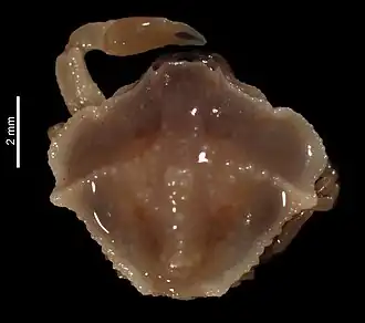 Nobiliella jousseaumei