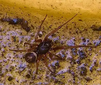 Steatoda nobilis