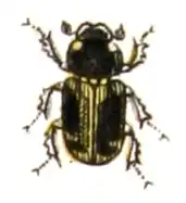 Aphodius serotinus