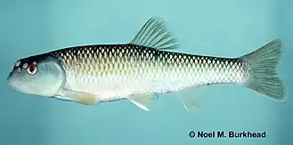 Nocomis leptocephalus