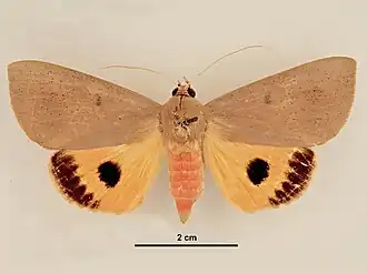 Lagoptera orbifera