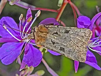 Chersotis rectangula