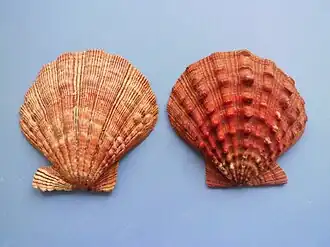 Nodipecten nodosus