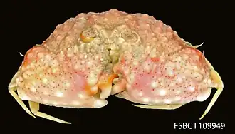 Cyclozodion tuberatum