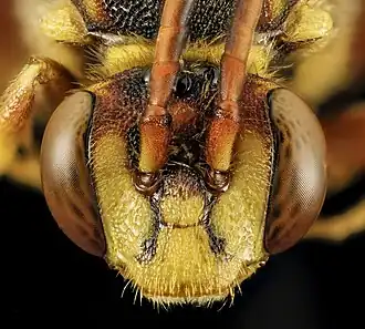 Nomada affabilis