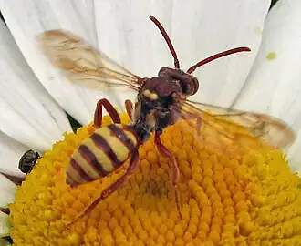Nomada armatella